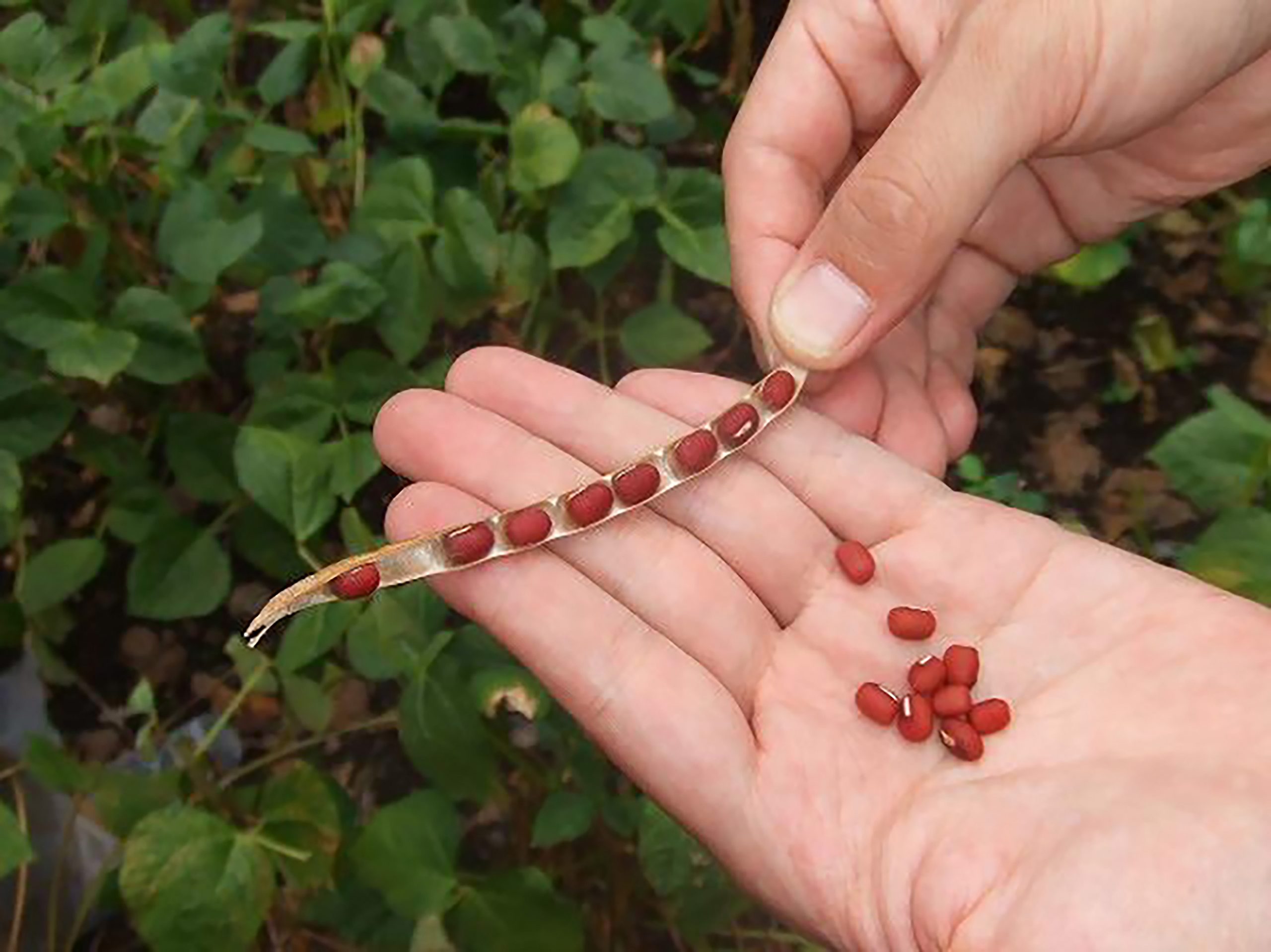 小豆のはなし 大人のおやつの時間をテーマにした如水庵のwebメディア